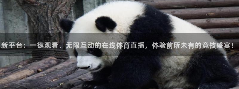 看球吧jrs低调直播：新平台：一键观看、无限互动的在线体育直播，体验前所未有的竞技盛宴！